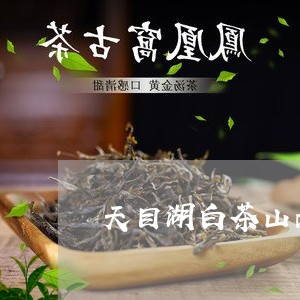 天目湖白茶山南银箔/2023081471037