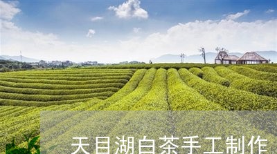 天目湖白茶手工制作/2023081416251