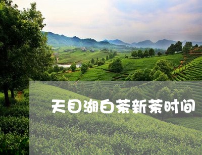 天目湖白茶新茶时间/2023081492719