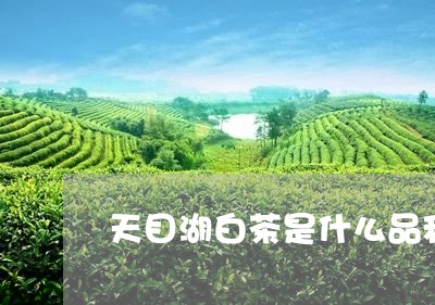 天目湖白茶是什么品种/2023092824716