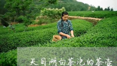 天目湖白茶泡的茶壶/2023081428371