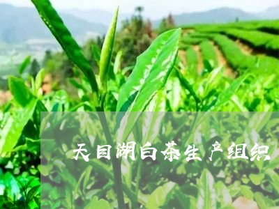 天目湖白茶生产组织/2023121849491