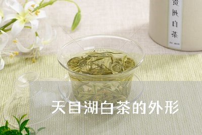 天目湖白茶的外形/2023061766057