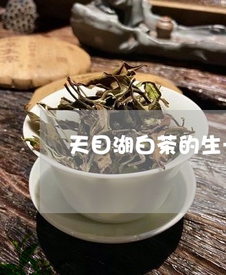 天目湖白茶的生长年限/2023092873616