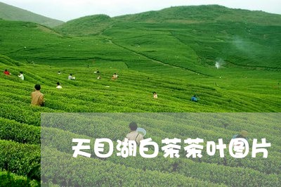 天目湖白茶茶叶图片/2023071724058