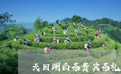 天目湖白茶贵宾茶礼/2023081438371