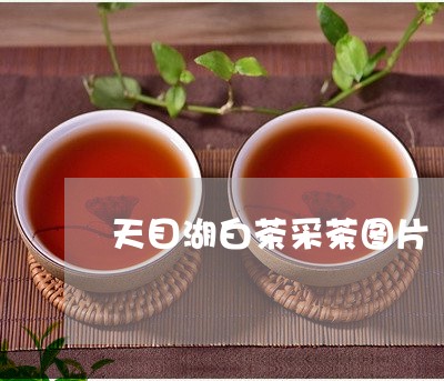 天目湖白茶采茶图片/2023081491694