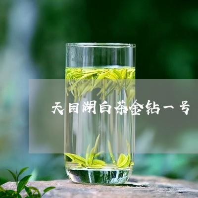 天目湖白茶金钻一号/2023081462814