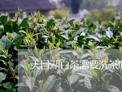 天目湖白茶需要洗茶吗/2023092874714