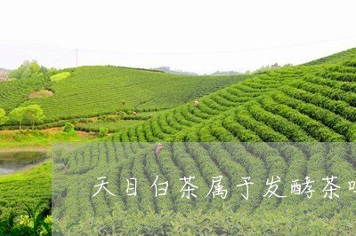 天目白茶属于发酵茶吗/2023092813726