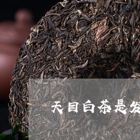 天目白茶是发酵茶吗/2023081451794