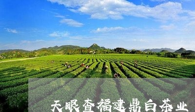 天眼查福建鼎白茶业/2023120554158