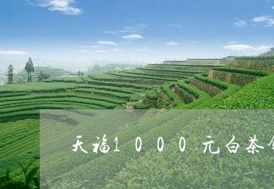 天福1000元白茶饼什么档次/2023111500594