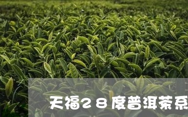 天福28度普洱茶系列/2023072445936