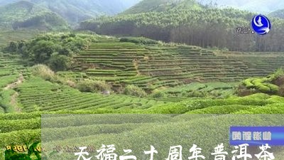 天福二十周年普洱茶/2023071034047