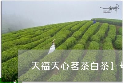 天福天心茗茶白茶1号/2023092728703