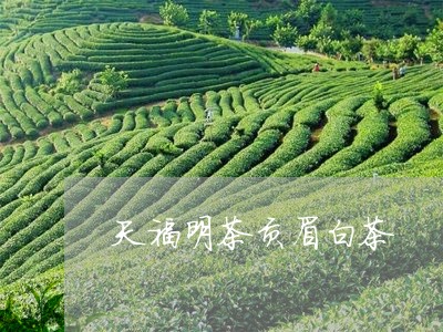 天福明茶贡眉白茶/2023090914825