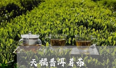 天福普洱芽茶/2023090780835