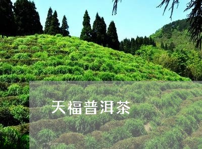 天福普洱茶/2023090662626