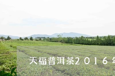 天福普洱茶2016年/2023062369794