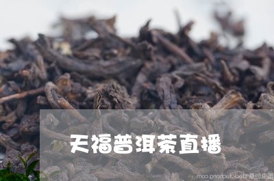 天福普洱茶直播/2023101650525