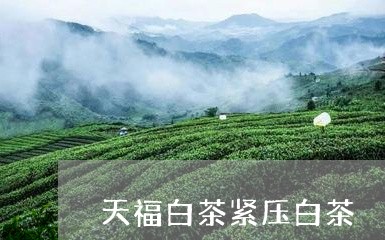 天福白茶紧压白茶/2023061718360