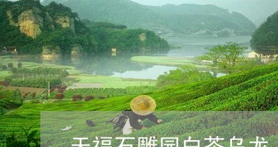 天福石雕园白茶乌龙/2023071778403