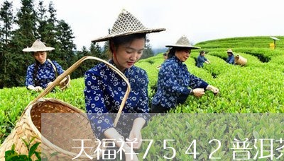 天福祥7542普洱茶/2023073103938