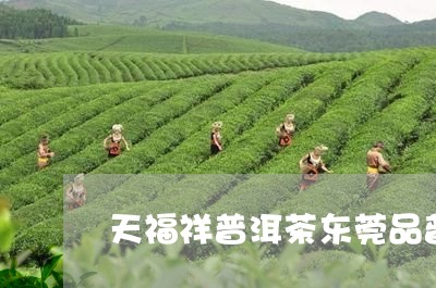 天福祥普洱茶东莞品普/2023092790815