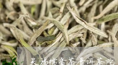 天福糯香茶普洱茶陀/2023061703030