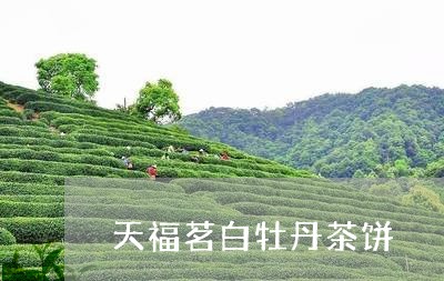 天福茗白牡丹茶饼/2023061733817