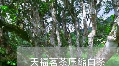 天福茗茶压缩白茶/2023061724846