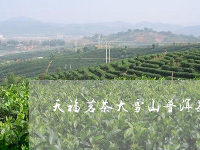 天福茗茶大雪山普洱茶/2023092752725