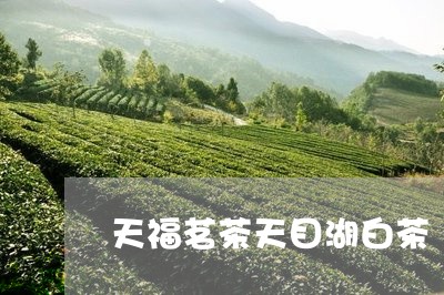 天福茗茶天目湖白茶/2023081492036