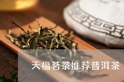 天福茗茶推荐普洱茶/2023110385129