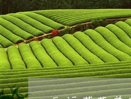 天福茗茶普洱茶宣传/2023121511793