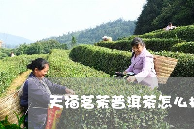 天福茗茶普洱茶怎么样好喝吗/2023110414036