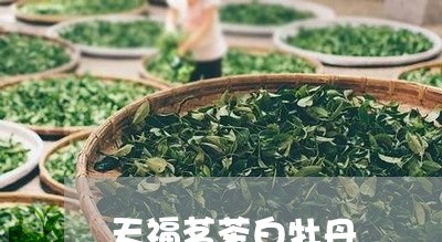 天福茗茶白牡丹/2023112390492