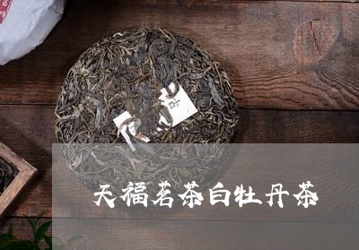 天福茗茶白牡丹茶/2023090693058