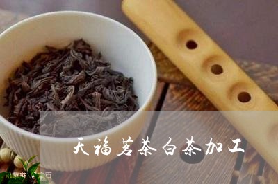 天福茗茶白茶加工/2023061785147