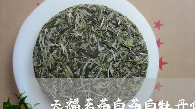 天福茗茶白茶白牡丹价格/2023092311713