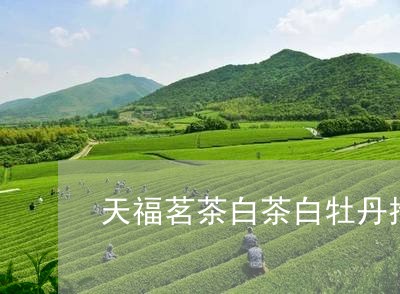 天福茗茶白茶白牡丹推荐/2023092332738