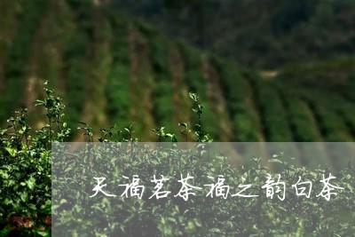 天福茗茶福之韵白茶/2023081474626