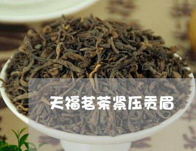 天福茗茶紧压贡眉/2023061772714