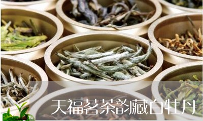 天福茗茶韵藏白牡丹/2023120512046