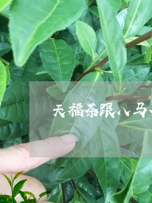 天福茶跟八马茶哪个好/2023071407071