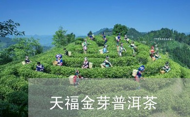 天福金芽普洱茶/2023110560603