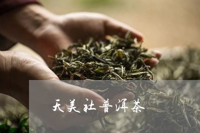 天美社普洱茶/2023042556235