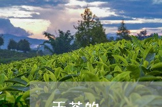 天茶的/2023090136461