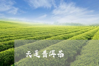 天莲普洱茶/2023090613838